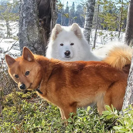 Virsuniemi By Interhome