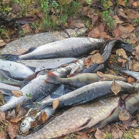 Virsuniemi By Interhome *