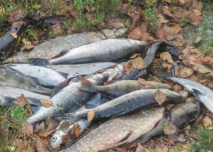 Virsuniemi By Interhome *